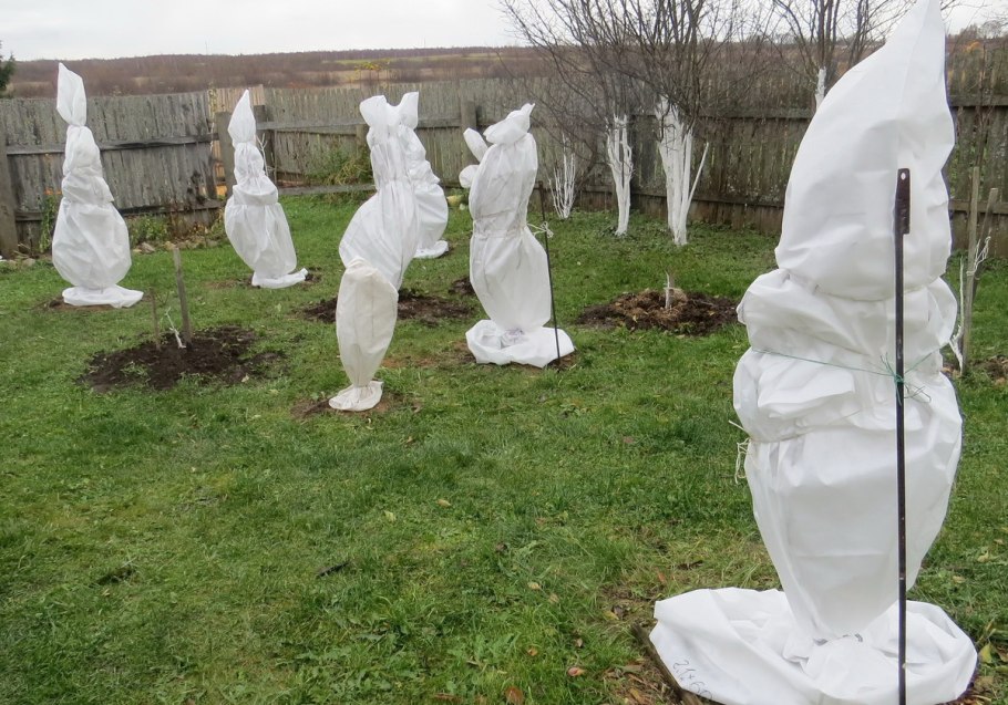 Укрытие плодовых деревьев на зиму