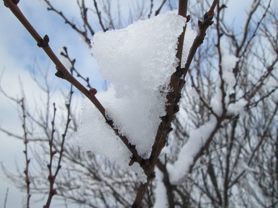 Деревья подмерзли
