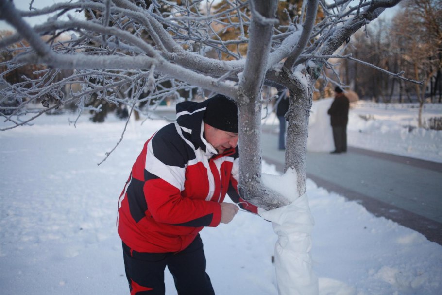 Укрытие стволов деревьев на зиму