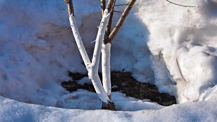 Побелка стволов плодовых деревьев зимой