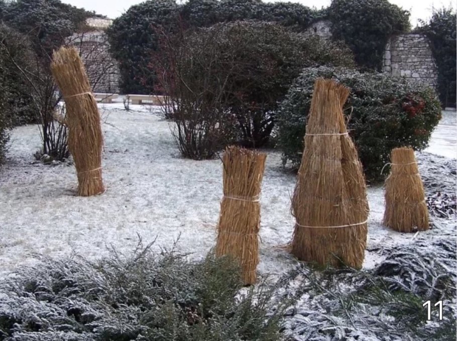 Деревья зимой плодоносящие