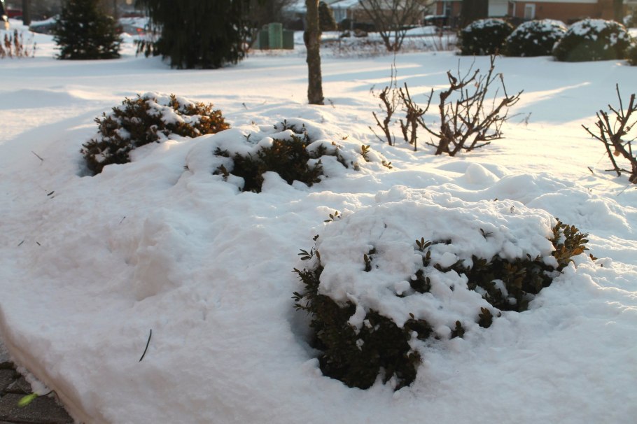 Зимние яблоки