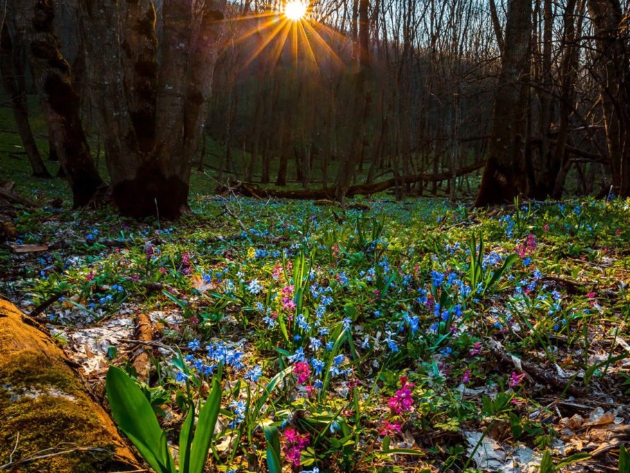 Первоцвет печеночница