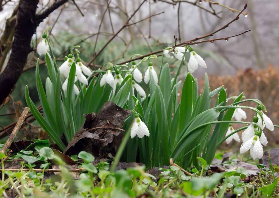 Пролеска колокольчатая