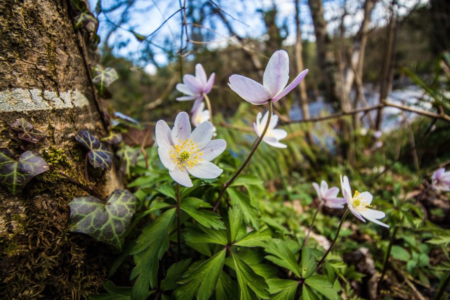 Подснежник печеночница
