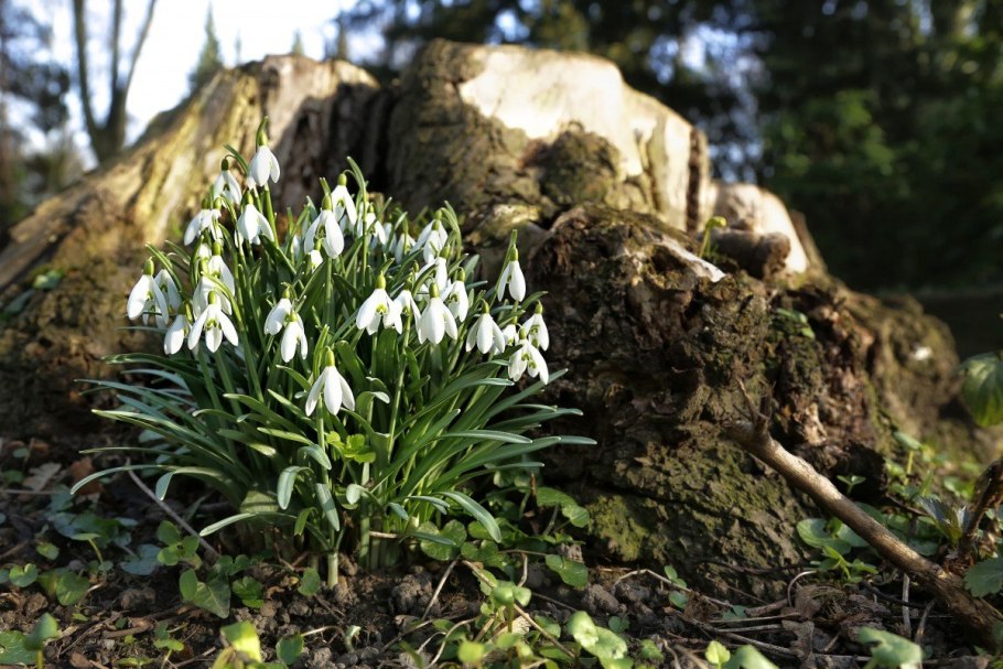 Первоцветы Кисловодска