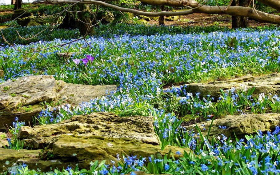 Пролески Весна Великобритания