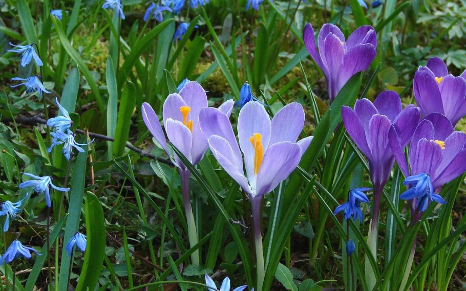 Первоцветы подснежники