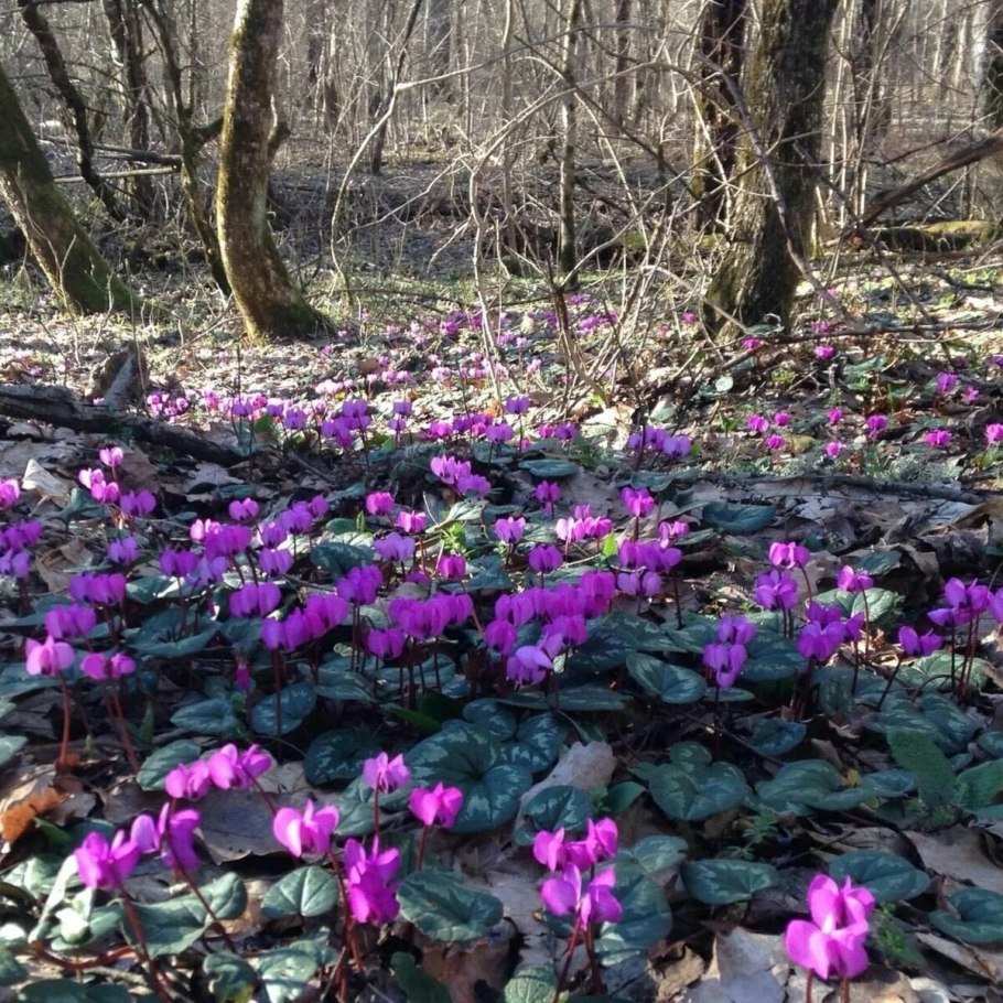 Первоцвет морозник кавказский