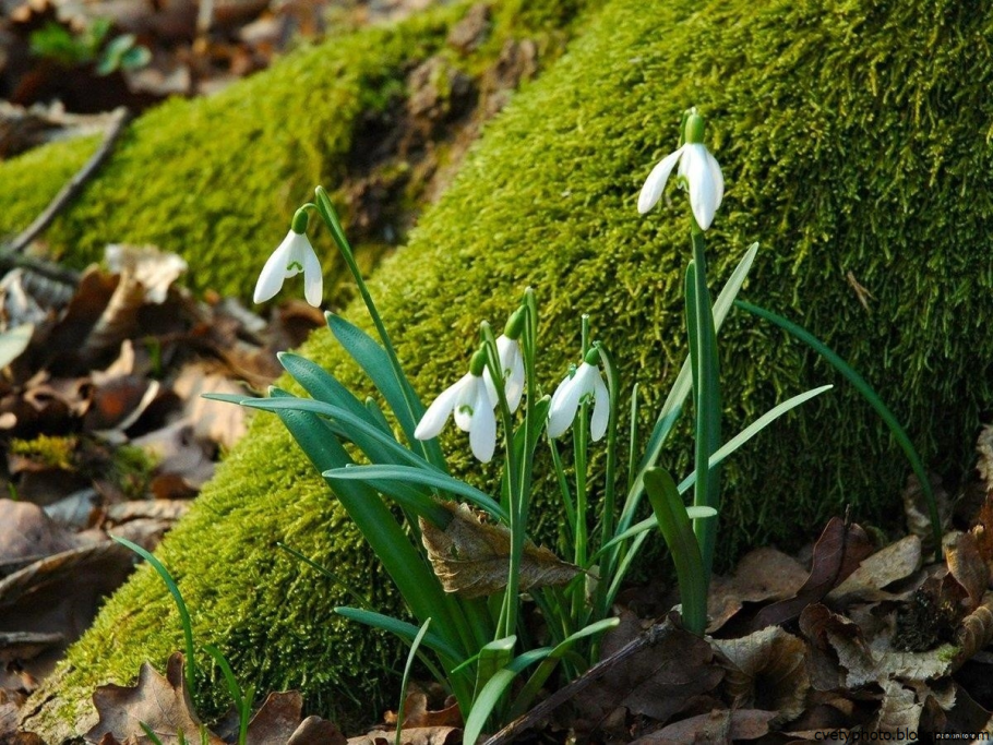 Лесной подлесок белый Подснежник