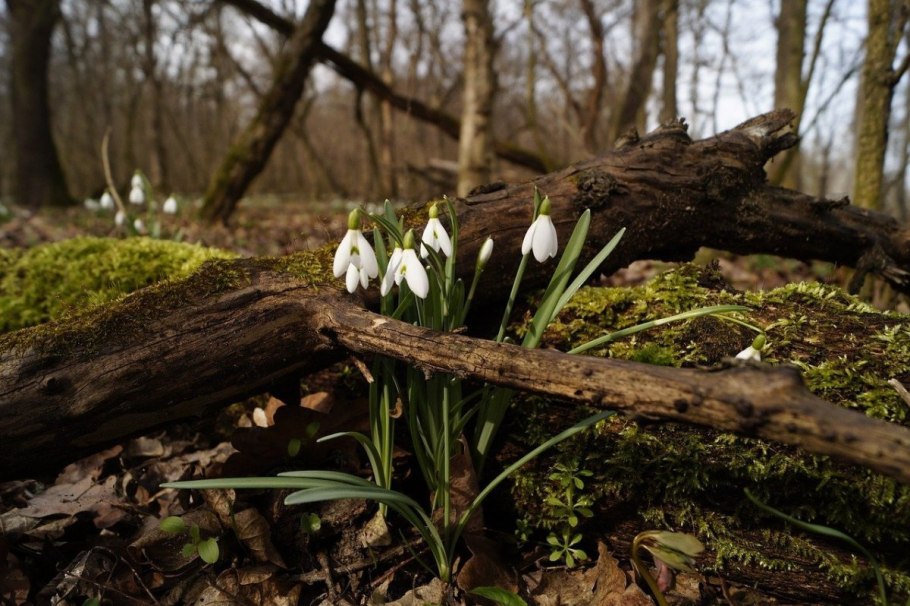 Пролеска Лесная белая