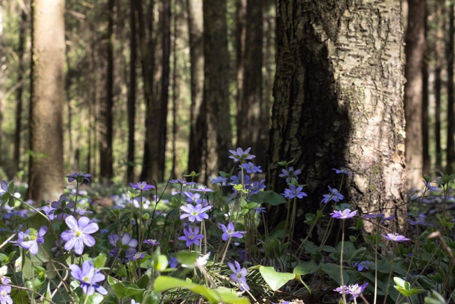 Подснежники в Ленинградской области