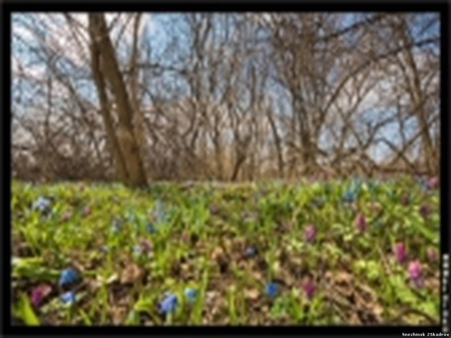 Пролеска Цветущая Поляна