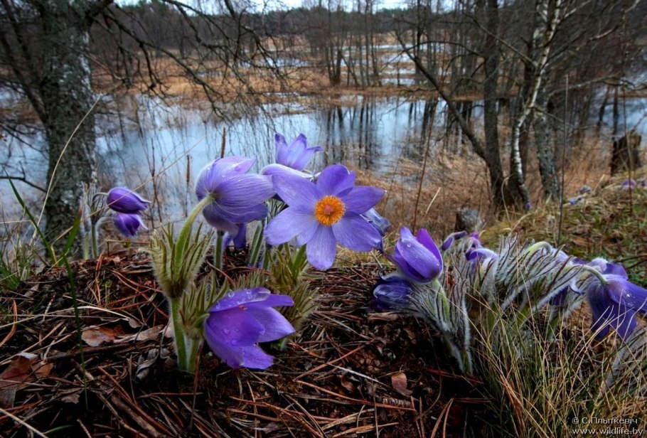Подснежник сон трава прострел