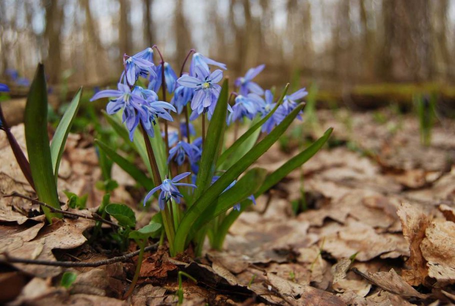 Подснежник Карпатский