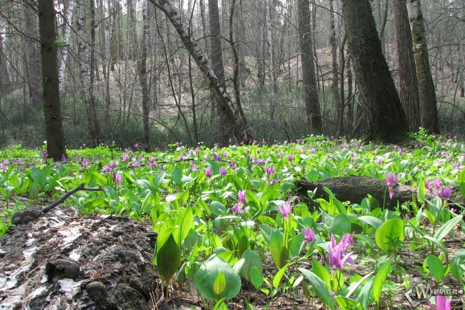 Первые цветы весной в лесу