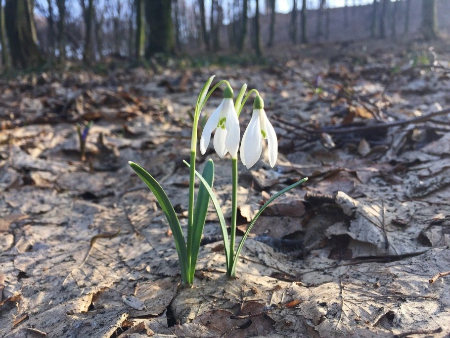 Поляна первоцветов в лесу