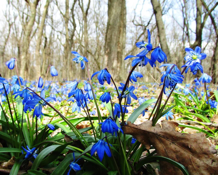 Цикламен Лесной