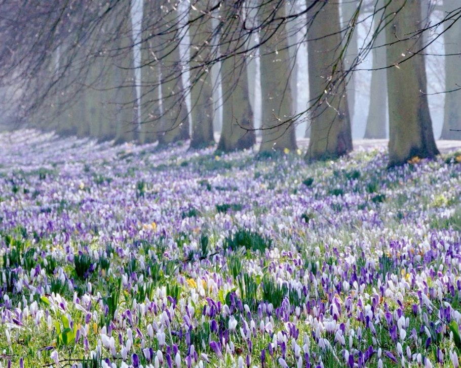 Весенний лес