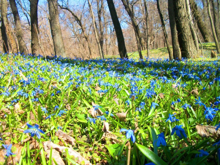 Весна лес цветы