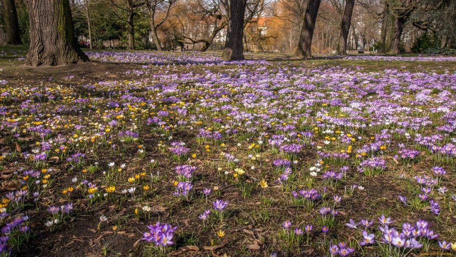 Первоцветы (подснежники, крокусы, гиацинты).