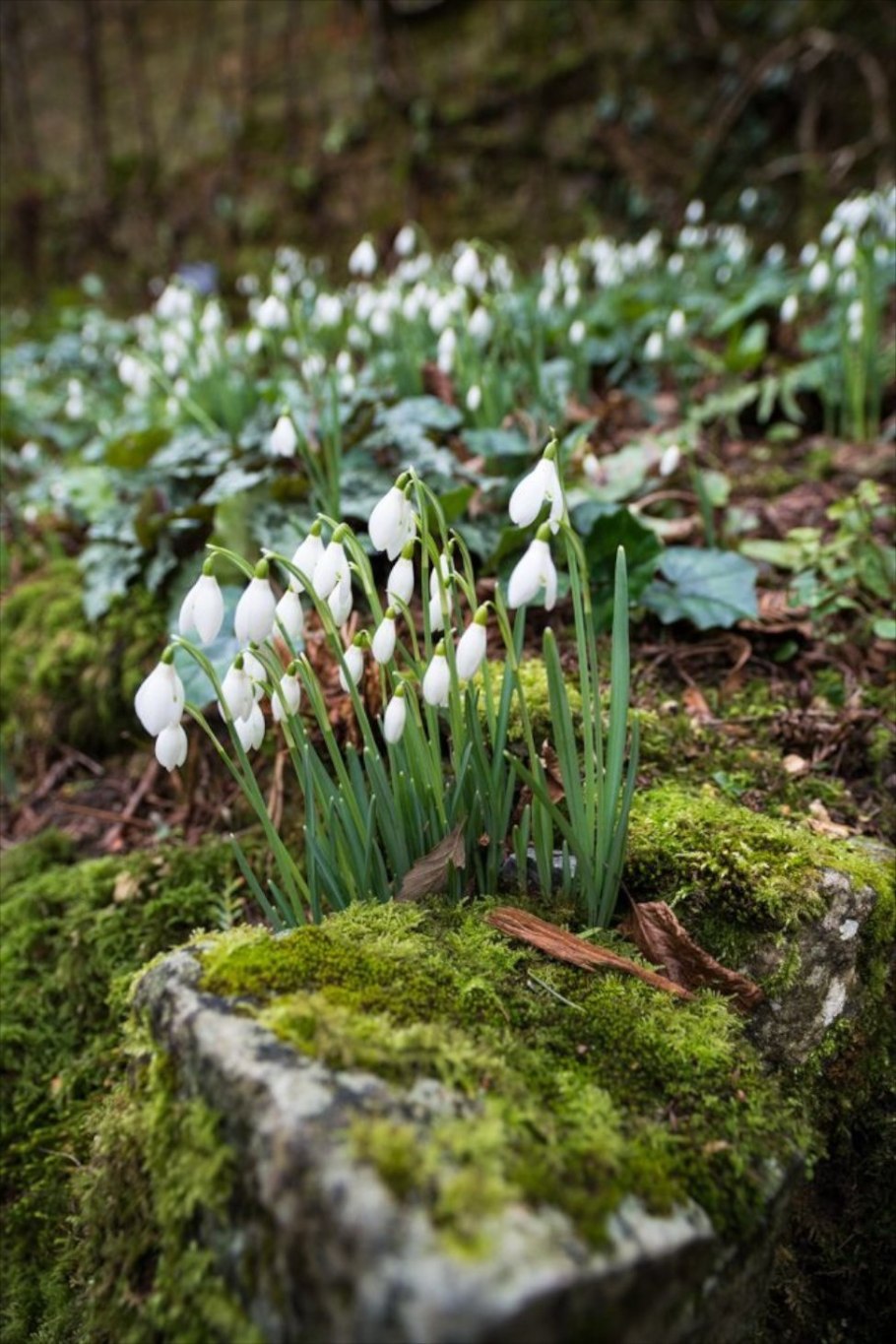 Весна в лесу