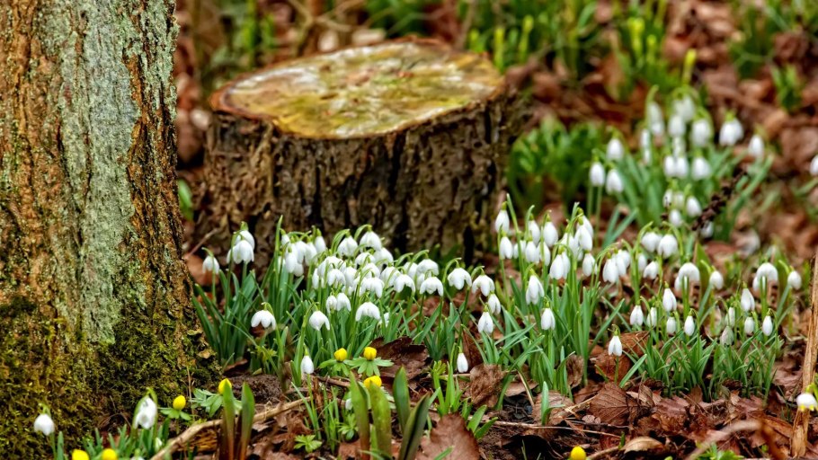 Подснежники садовые