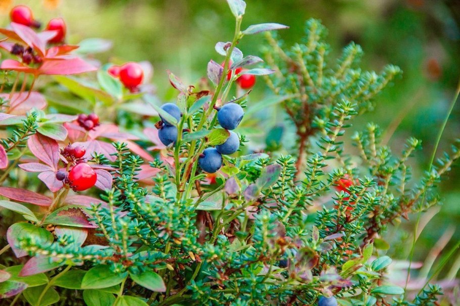 Лесные ягоды черника брусника