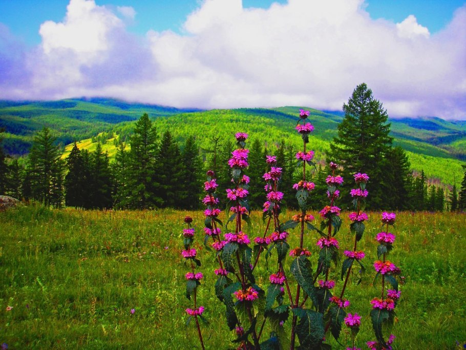 Уймонская Долина Алтай цветы огоньки
