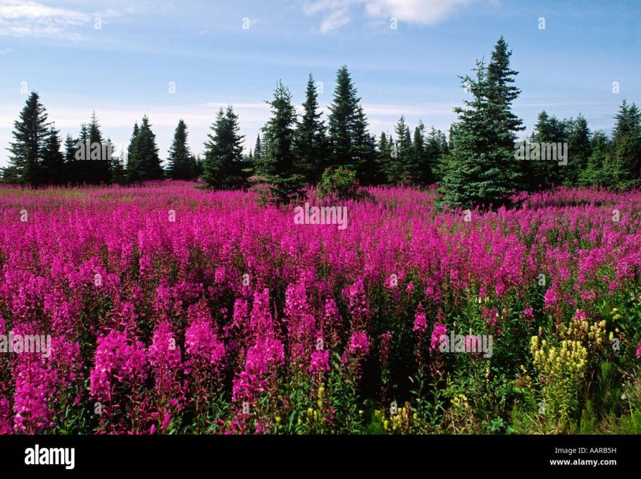 Иван чай Мурманск