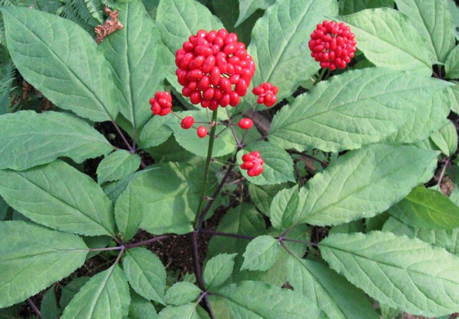 Женьшень Дальневосточный