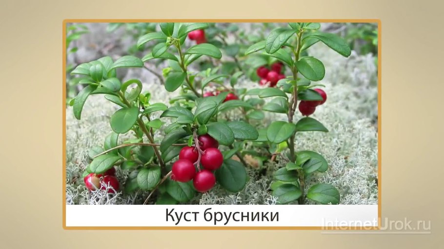 Брусника Гархвала