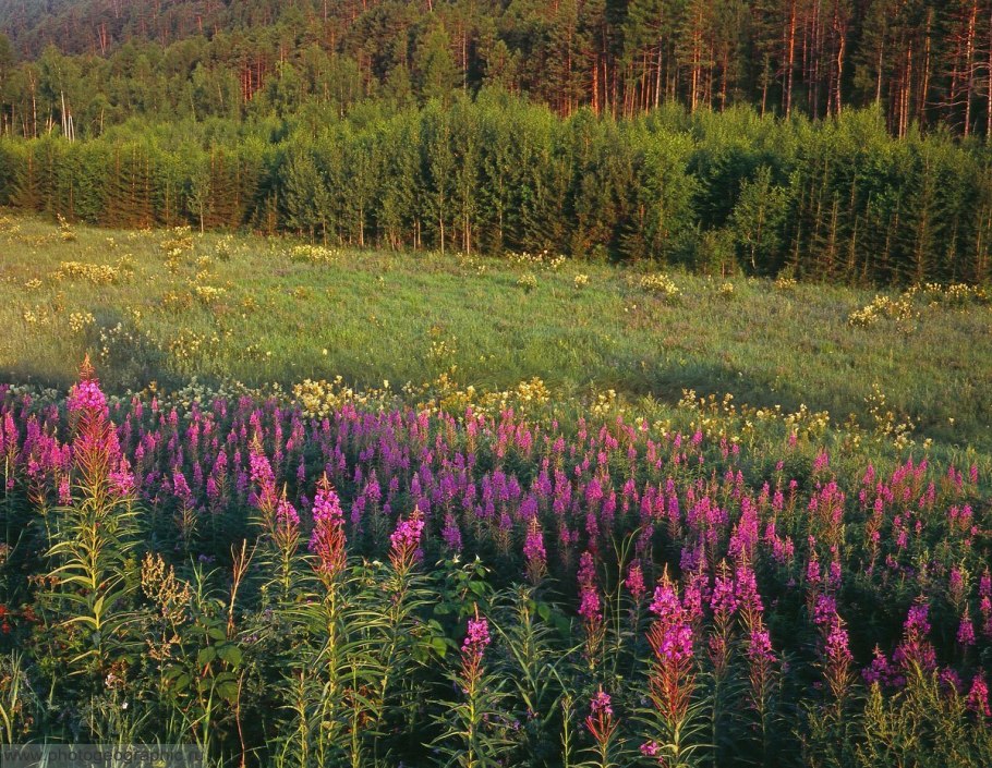 Лесные ягоды брусника