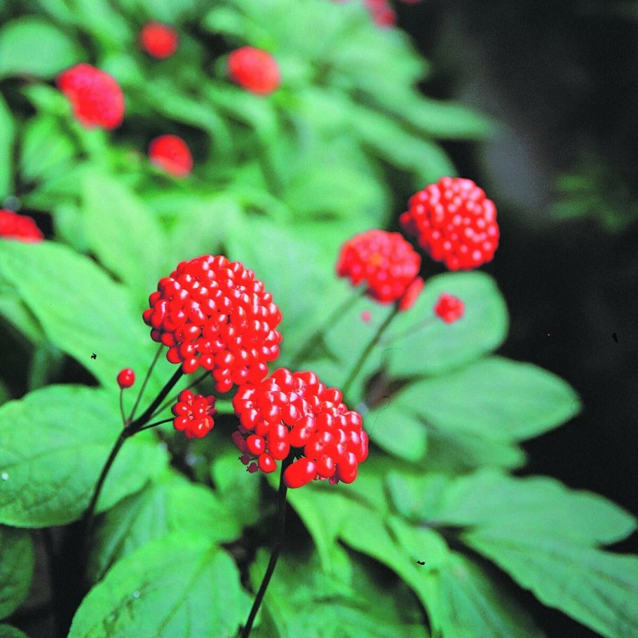 Цветы женьшеня