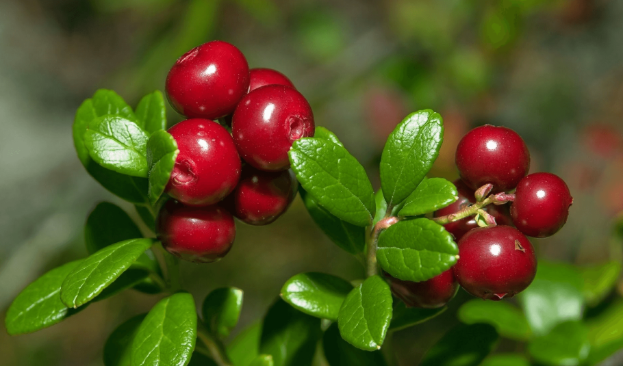 Клюква Болотная кустарник