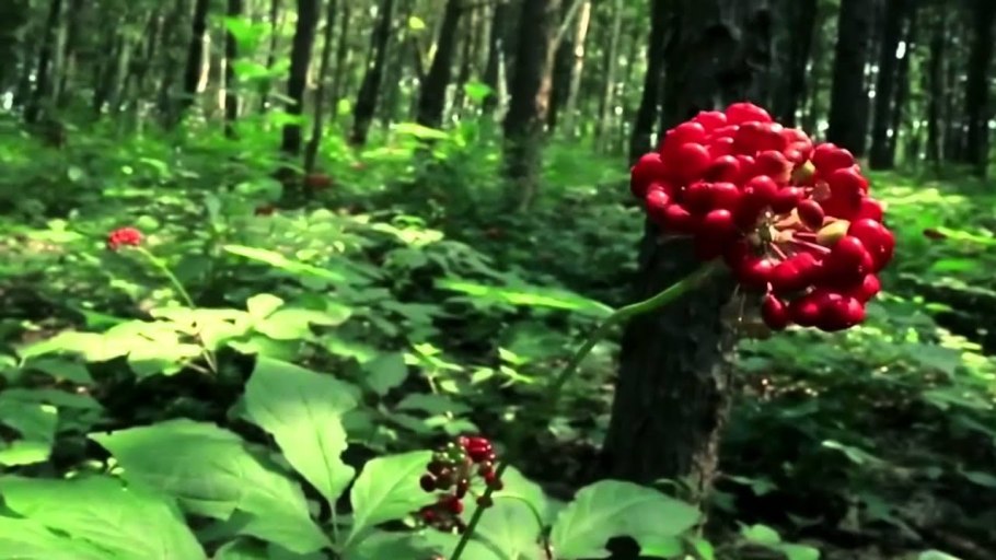 Кипрей в тайге