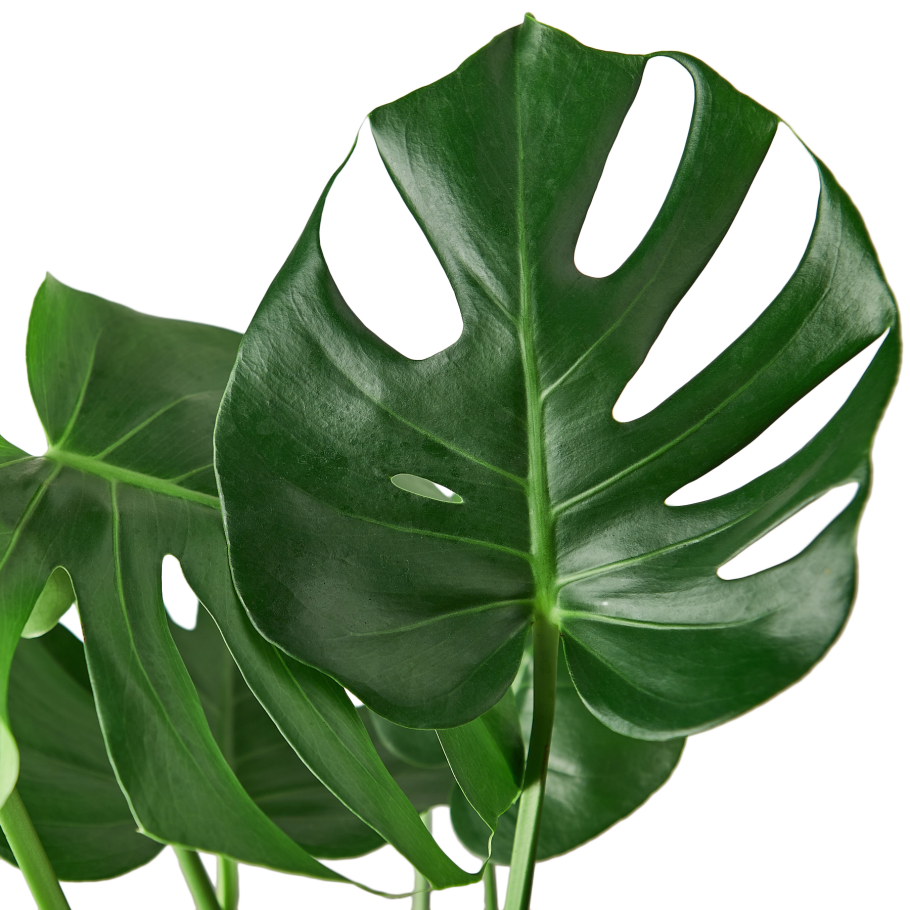 Монстера деликатесная (Monstera deliciosa)