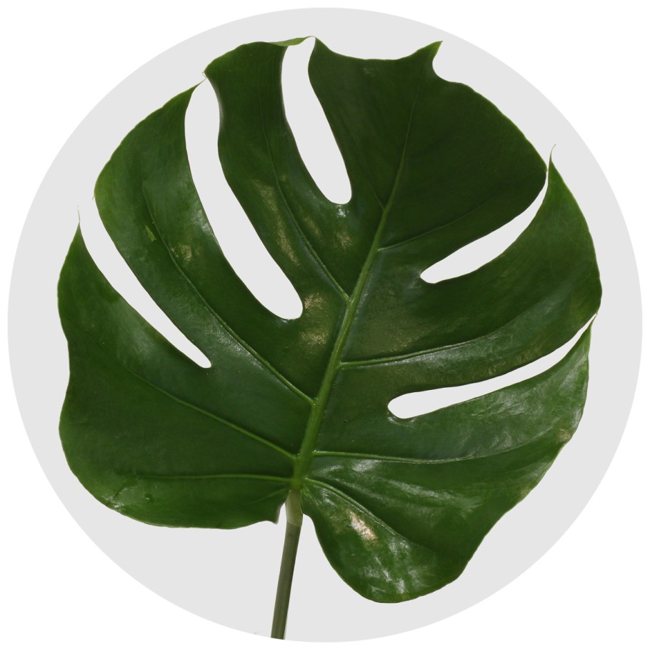 Монстера в живой природе