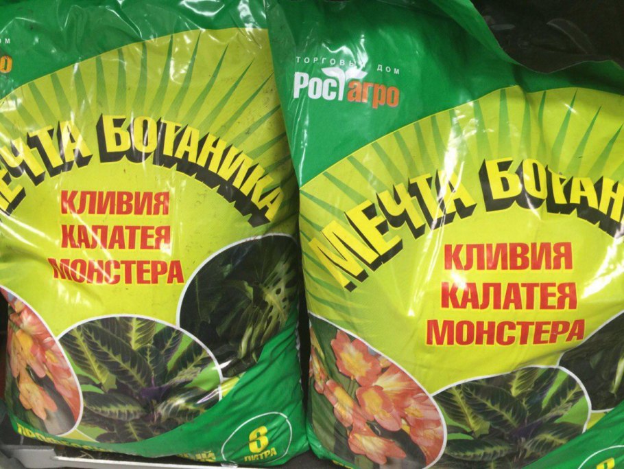 Монстера Вьюн