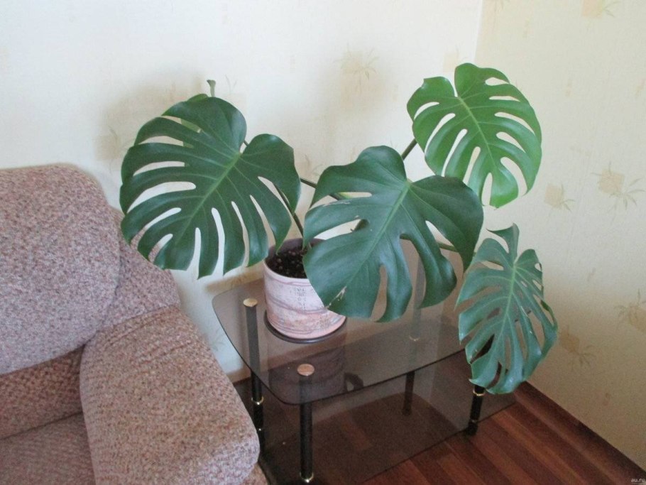 Тропические листья в джунглях