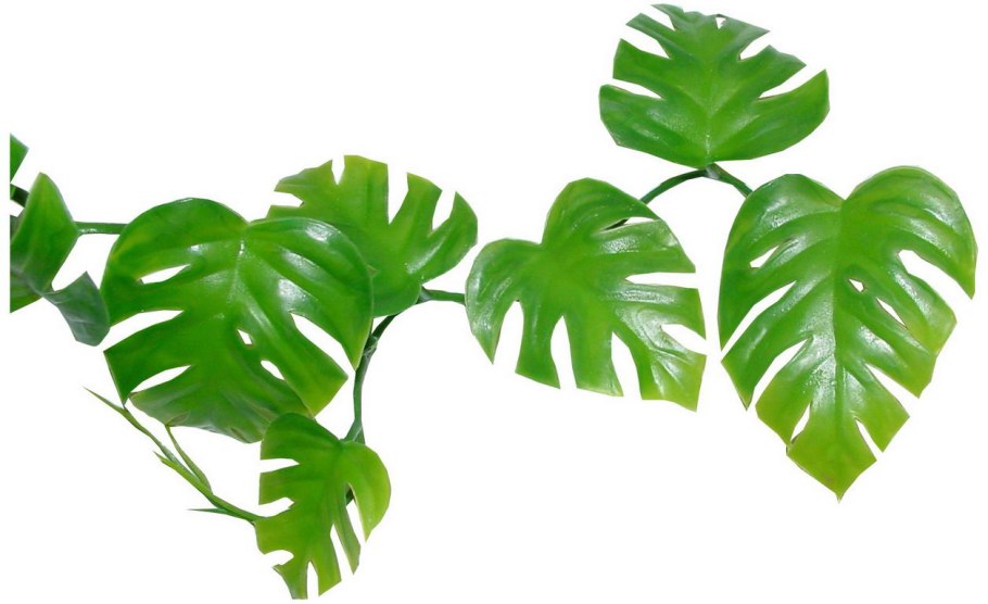 Монстера для печати