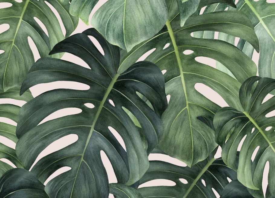 Филодендрон монстера