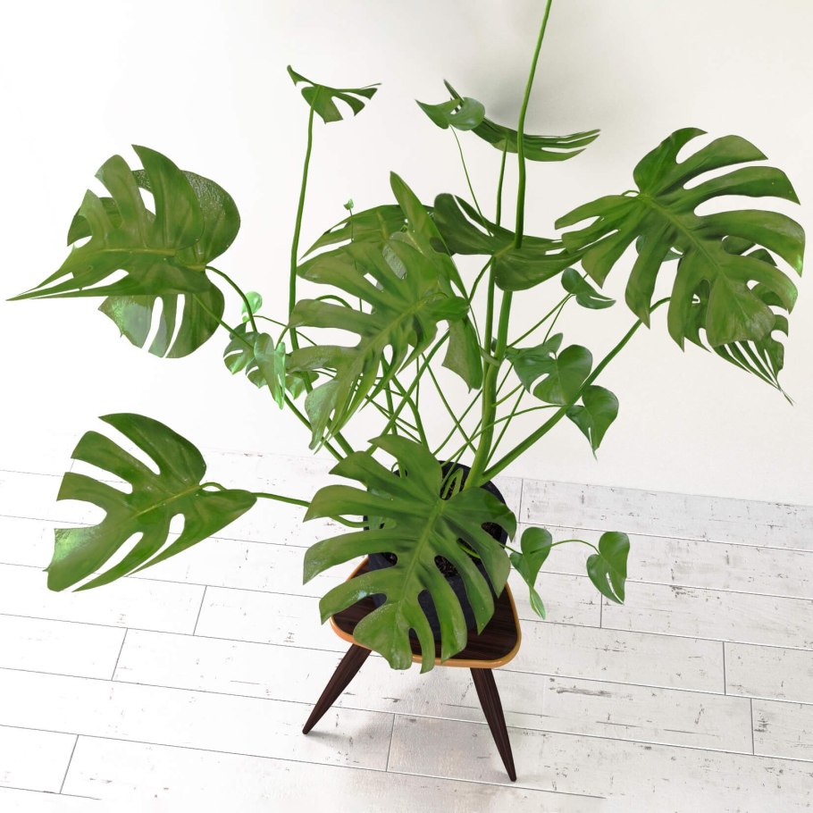 Esprit greenss цветы Musa