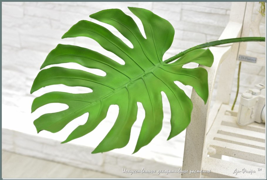 Монстера Тениус
