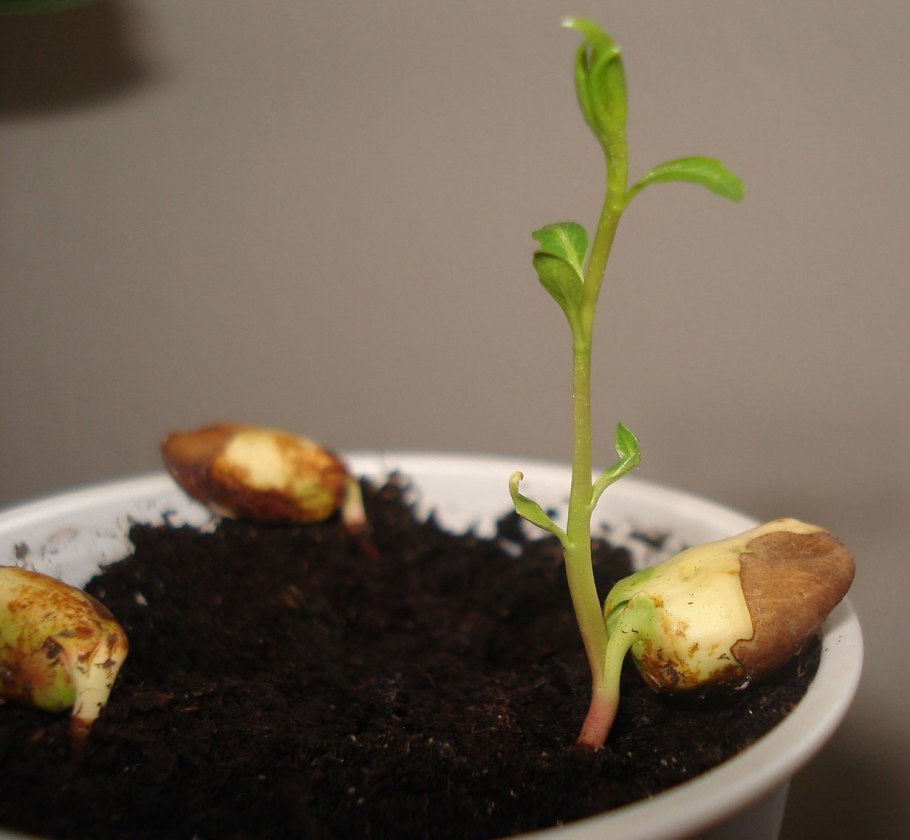 Конский каштан Росток