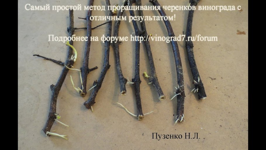 Схема посадки плоловыхьдеревьев