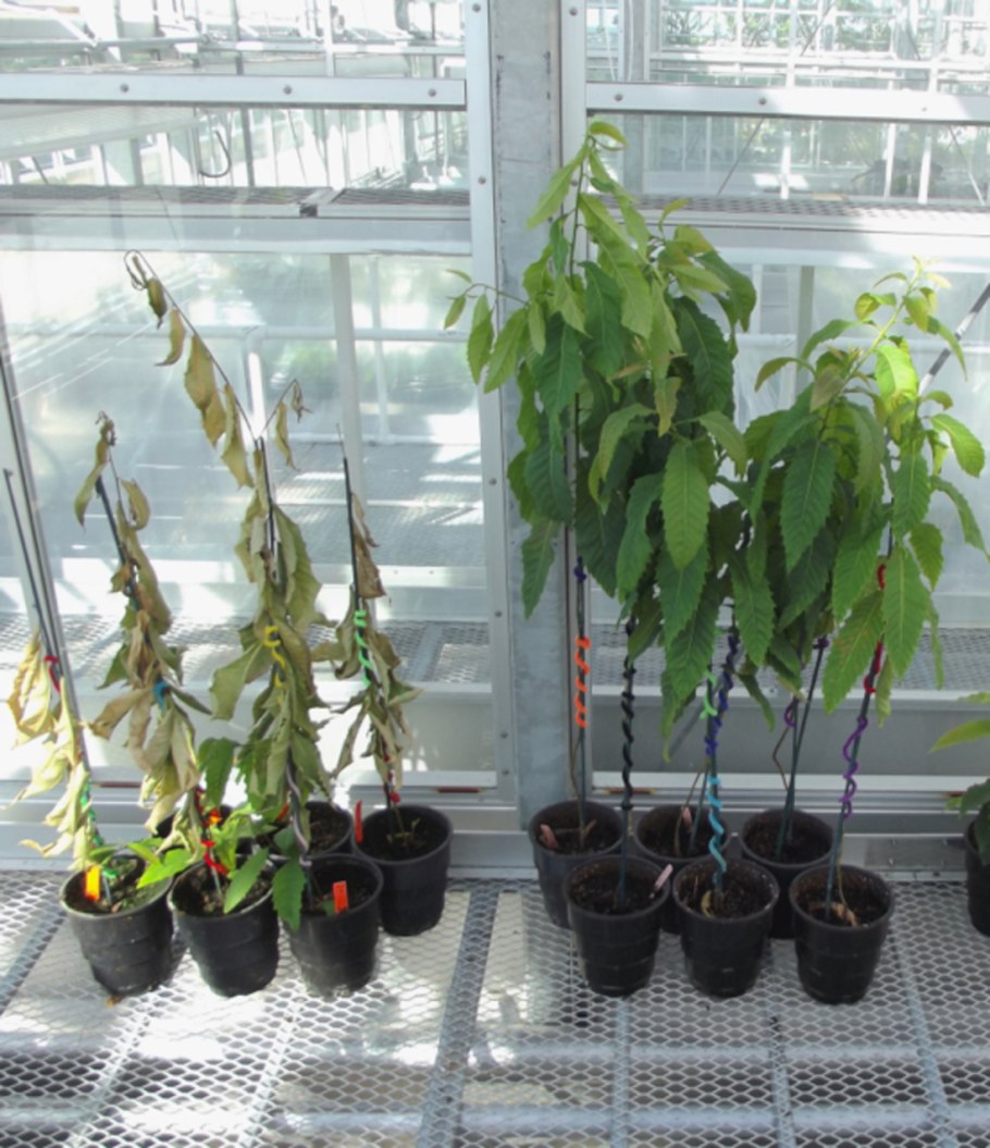 Прививка розы на шиповник черенком