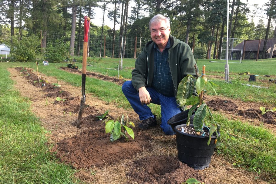 Черенкование черноплодной рябины