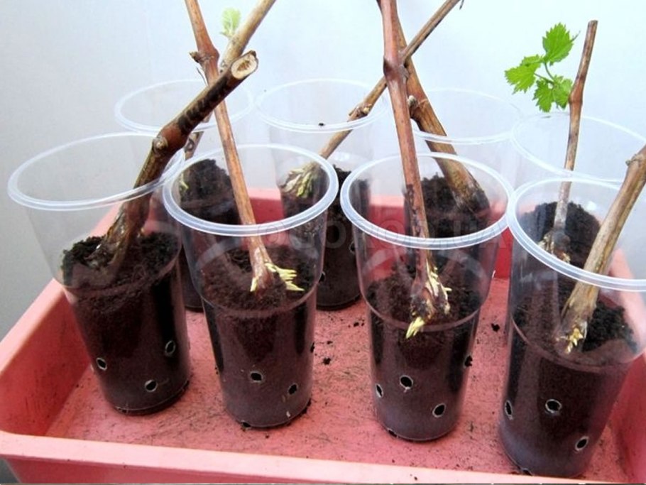 Авокадо дерево прорастить