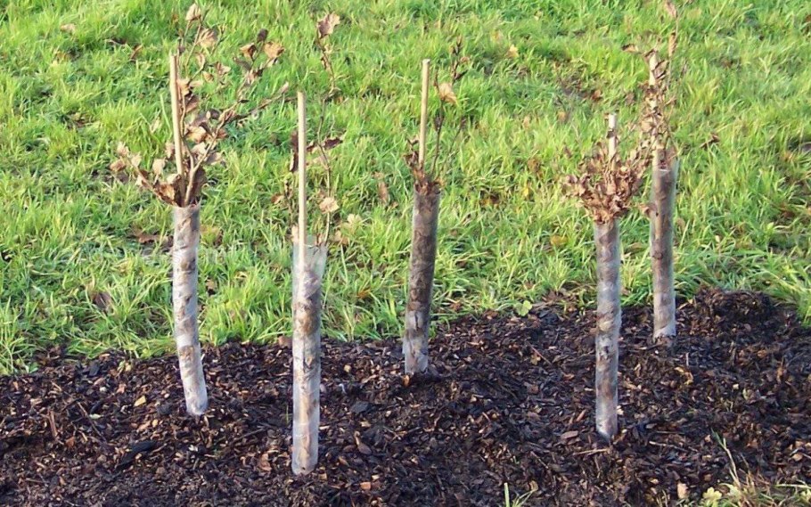 Размножение малины корневыми отпрысками